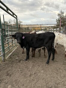 Reckon So X Autumn Wind 26 Heifer