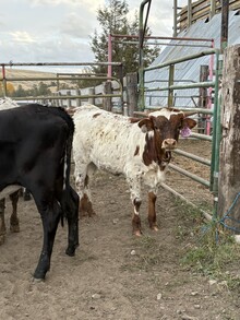 Reckon So X Concealed Blade 26 Heifer