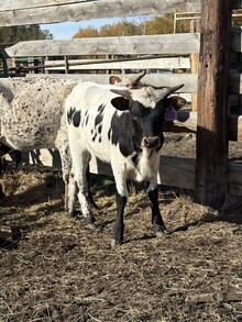 Locked N Loaded X Halo on Top 26 Heifer