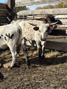 Pacific Lark 2025 Heifer