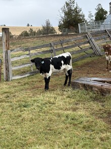 Drop It Like It’s Hot X Top Notch 26 Bull