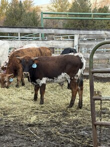 Locked N Loaded X Iron Boomerang 26 Bull