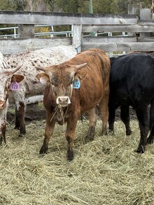 Locked N Loaded X Crowns Pacific Girl 26 Bull