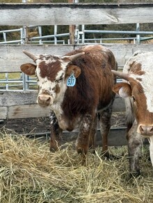 Big Iron X I’ll Have Another 26 Bull