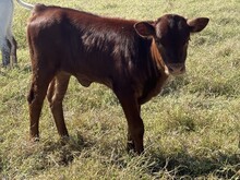 Berry/Rio Heifer 26