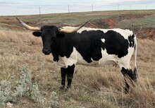 RICE RANCH POLLY