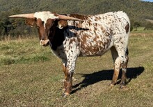 25-30 Steer