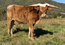 25-17 Steer