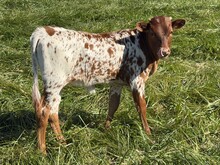 26 RC Enchanted Mist heifer