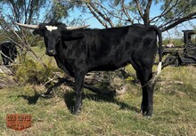 4C CHERRY VELVET