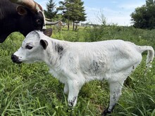 TCC BLUE DENIM x HC SHENANDOAH Heifer