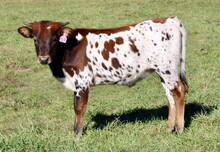 HL She's From Texas