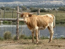 Golden Pearl heifer 25