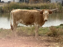Golden Apple heifer 25