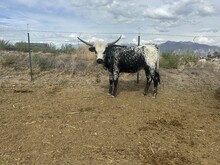 Bugsy Heifer 25