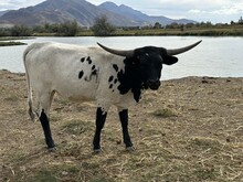 Aphrodite Heifer 25