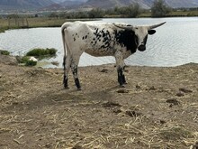 Sammie Heifer 25