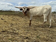 Cadbury Heifer 25