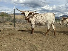 Carmel Apple heifer 25