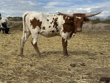 Tuff Brie heifer 25