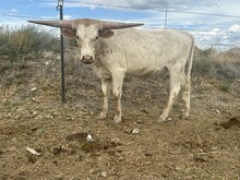 Golden Miracle heifer