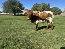 Golden Pearl heifer 24