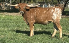 Nova Darcy heifer 24