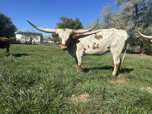 Brie Heifer