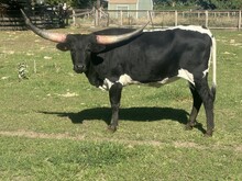 Marshmallow heifer 24