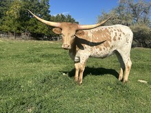 Golden Halo heifer 24