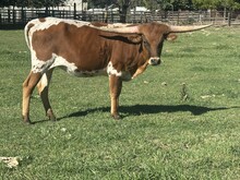 Victory rose heifer 25