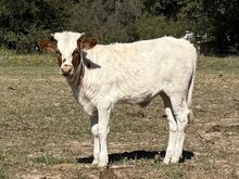 Heifer Calf - Seminole Victory x Trigger Marshal