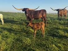 Lucy 26’ bull