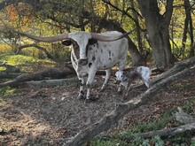Patches 26’ Bull