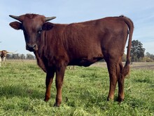 A&S Midas’ Black Fly