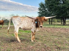 528 Heifer