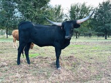 514 Heifer