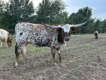 501 Heifer
