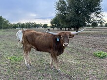 508 Heifer