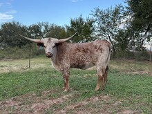 520 Heifer