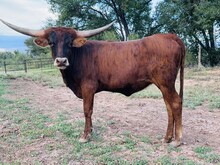 M7 Patty’s Dancer