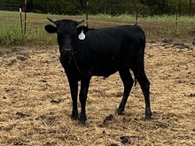 Masked Rider x Tango Heifer