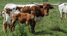 BRAVO X IRON COWGIRL BULL