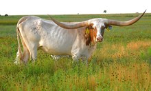 KDK WILD JASMINE