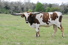 BCR TEXAS JEWEL