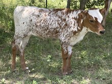 WL JIMS JUNGLE ROSE x ENIGMA WL