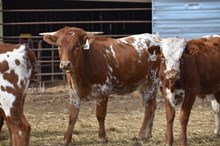 HR AWESOME REB X BR JUNGLE JIM (ET H) Tag 534