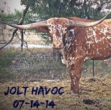 Jolt Havok