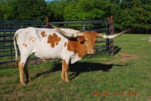 Bushwacker's Josey HCL