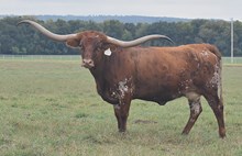 RJF Jubilation 054